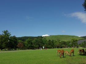 奈良県 - 地域のPRイメージ画像