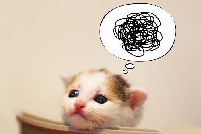 悩んでる猫イメージ