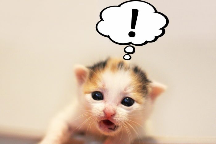 驚いてる猫イメージ